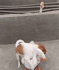 情人节 笑话，2020情人节笑话大全爆笑